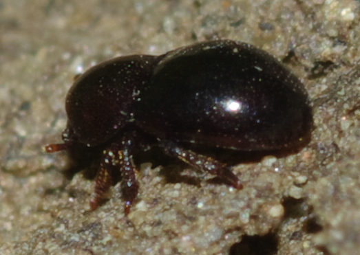 Coleottero - Thorictus sp. (Dermestidae)